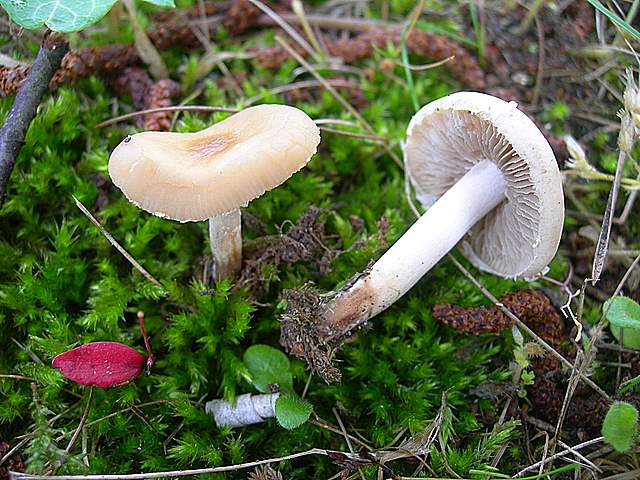 Agrocybe sororia s.l.